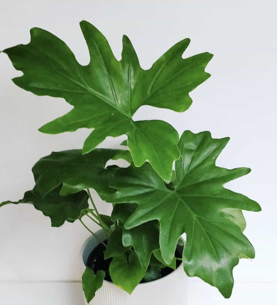 Indoor Plants