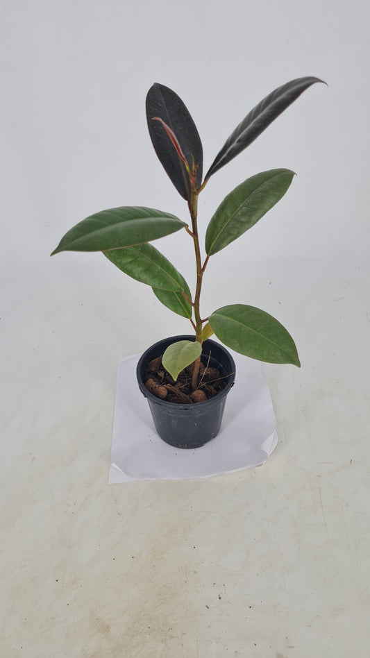 Ficus Rubber Green Plant