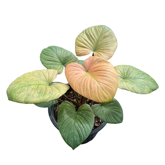 Homalomena Rubascens (Green) Plant