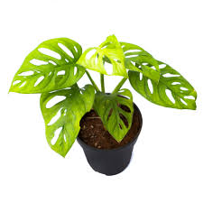Monstera Adansonii Broken Heart Plant