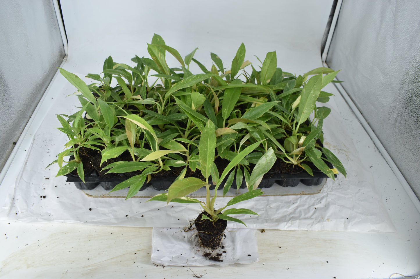 Philodendron Ring Of Fire Variegated Plant
