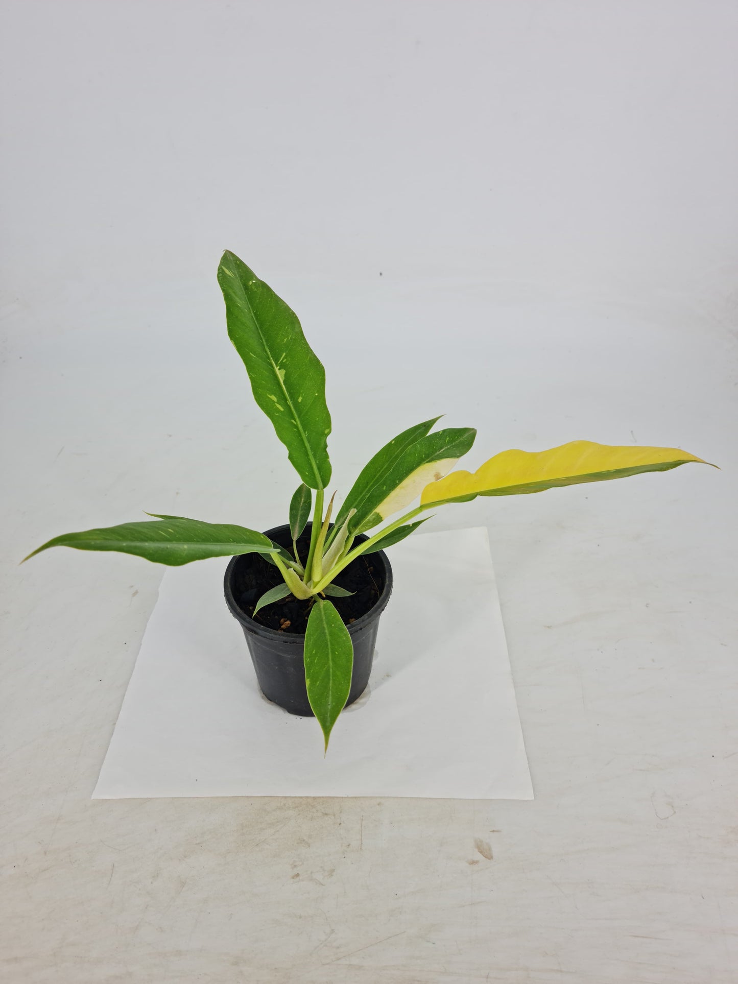 Philodendron Ring Of Fire Variegated Plant