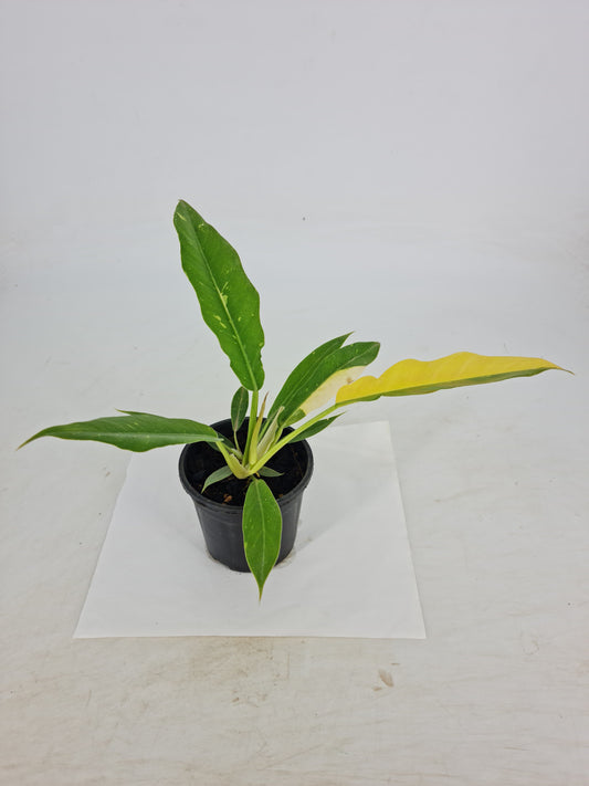 Philodendron Ring Of Fire Variegated Plant
