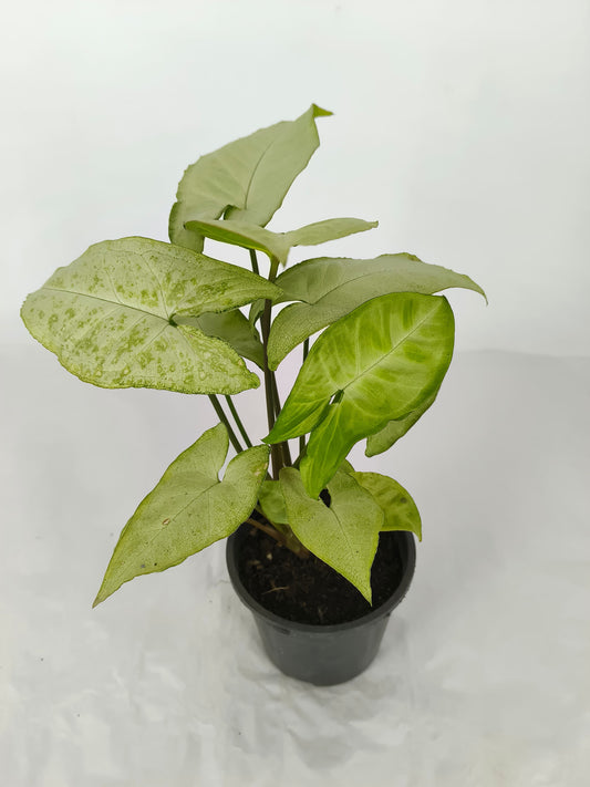 Syngonium White Big Plant
