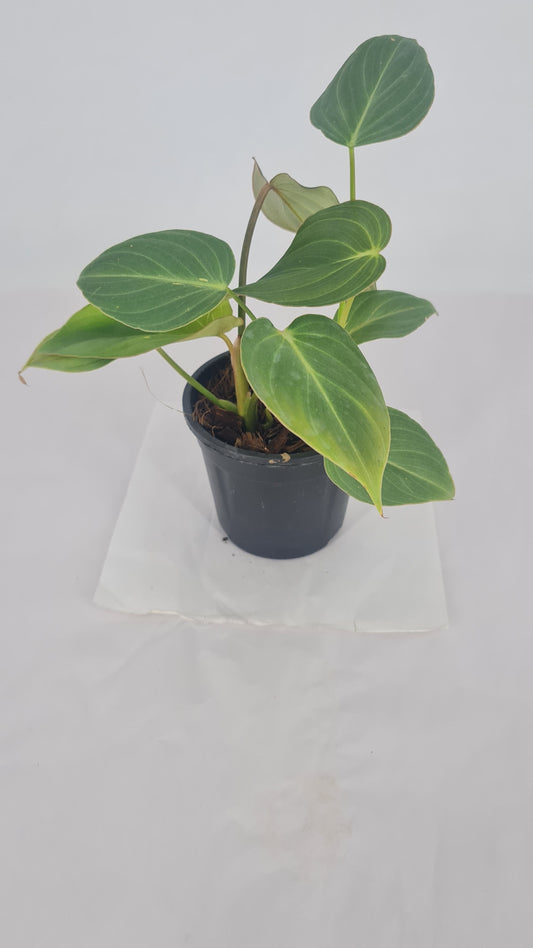 Philodendron Gloriosum (Flash Tank) Plant