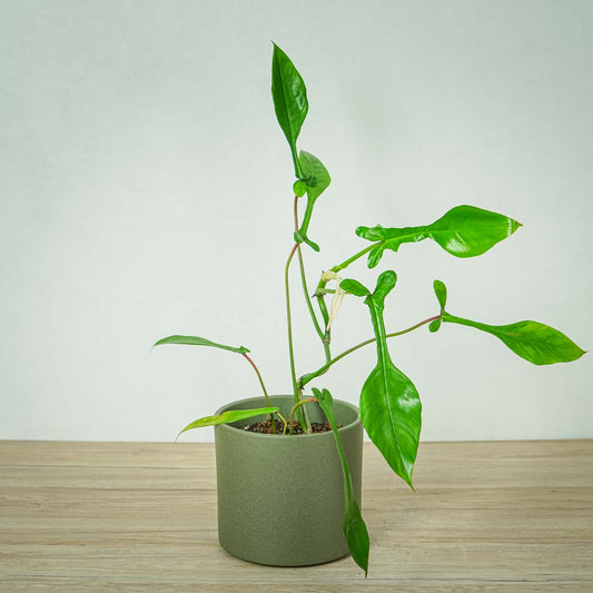 Philodendron Joepii Plant